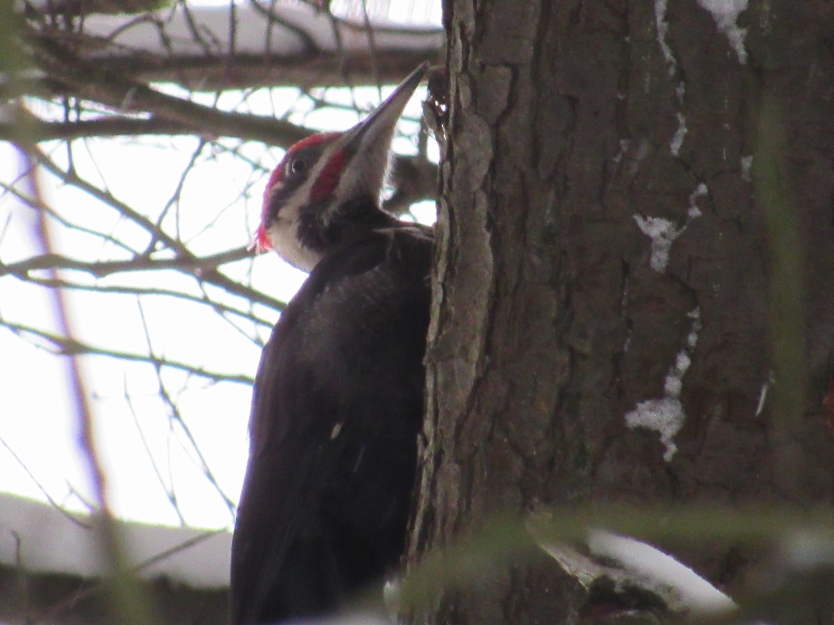 Pileated Woodpecker - ML401967701