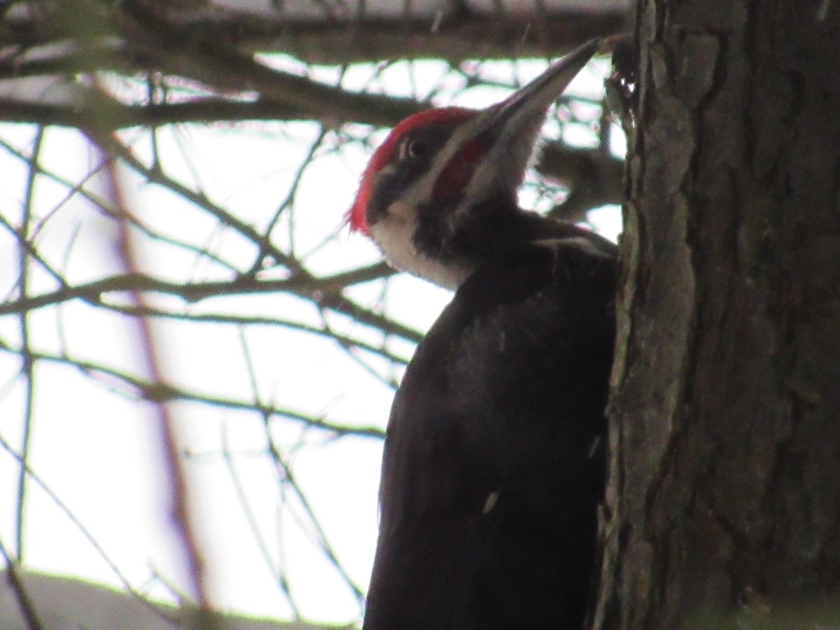 Pileated Woodpecker - ML401967761