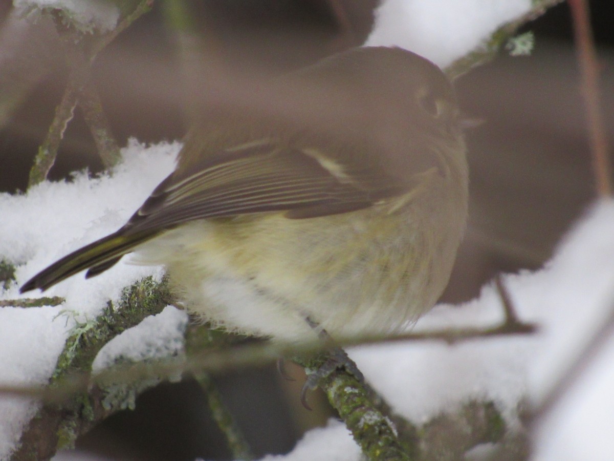 Hutton's Vireo - ML401967791