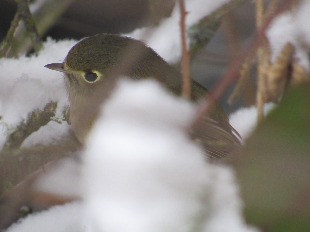 Hutton's Vireo - ML401967811
