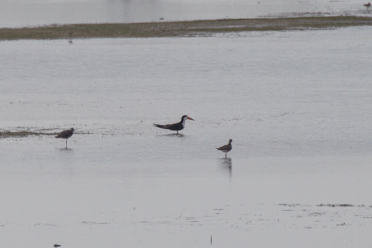 Black Skimmer - ML401967831