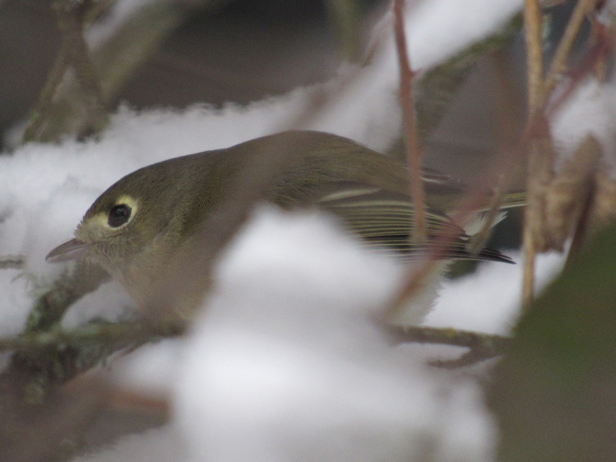 Hutton's Vireo - ML401967841