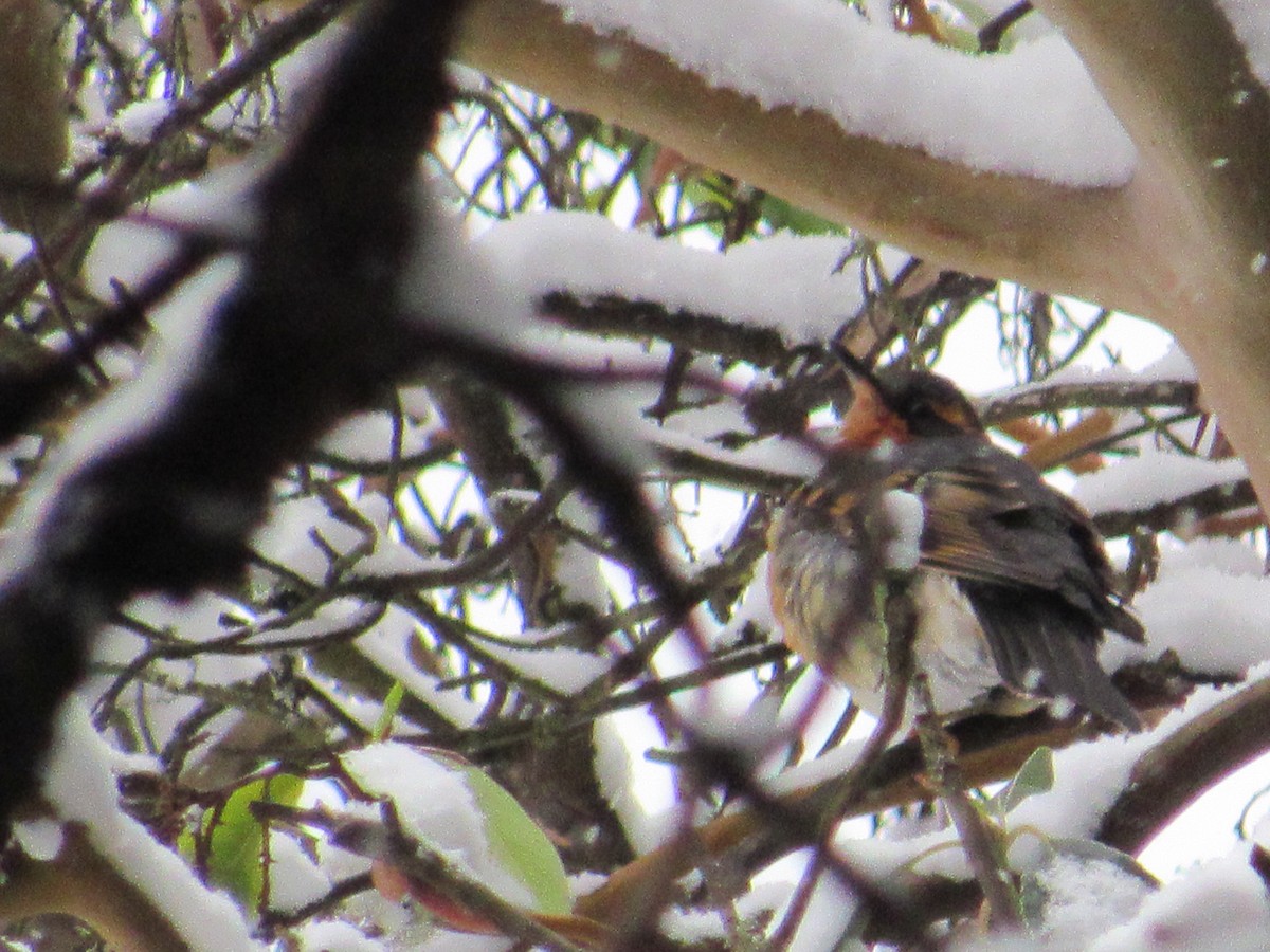 Varied Thrush - ML401967851