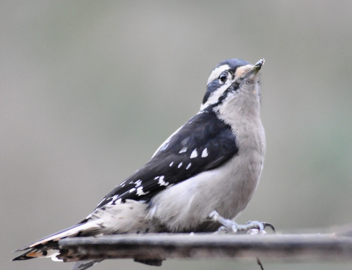 Downy Woodpecker - ML401967861