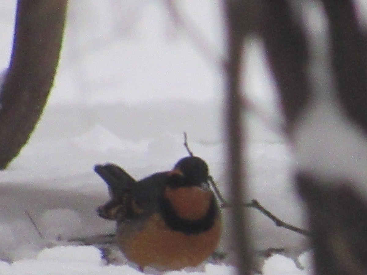Varied Thrush - ML401967891