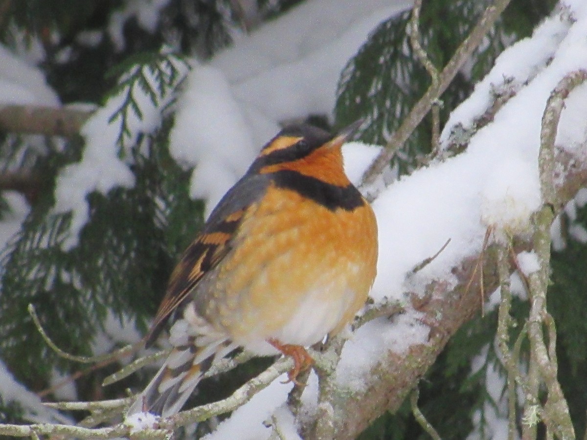Varied Thrush - ML401967931
