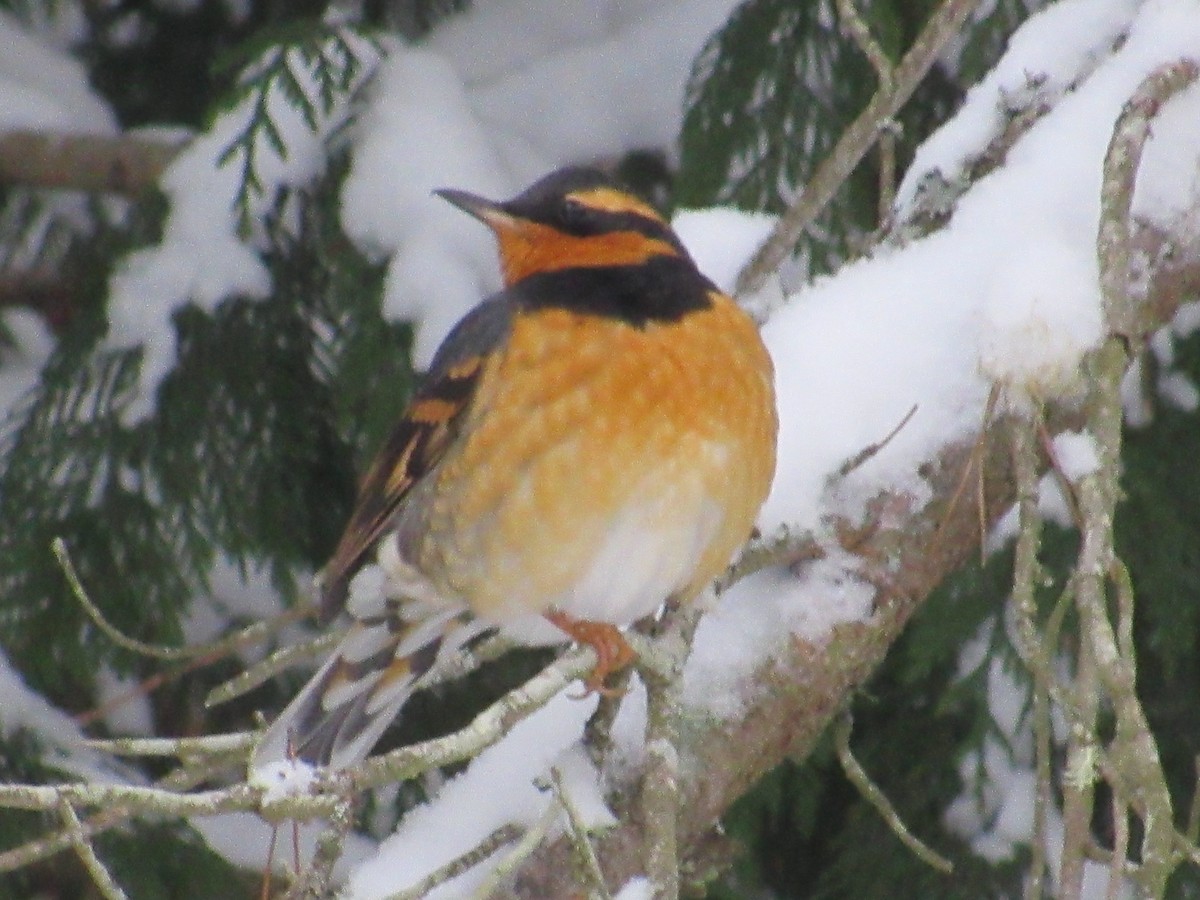 Varied Thrush - ML401967941