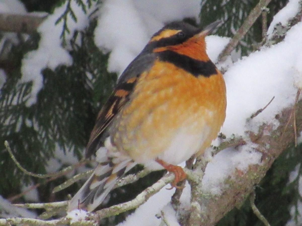 Varied Thrush - ML401968001
