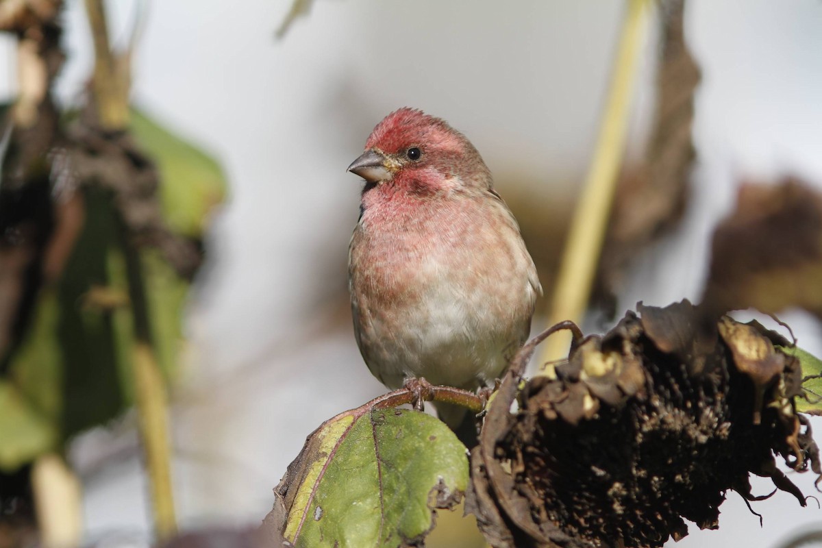 Purple Finch - ML40196821