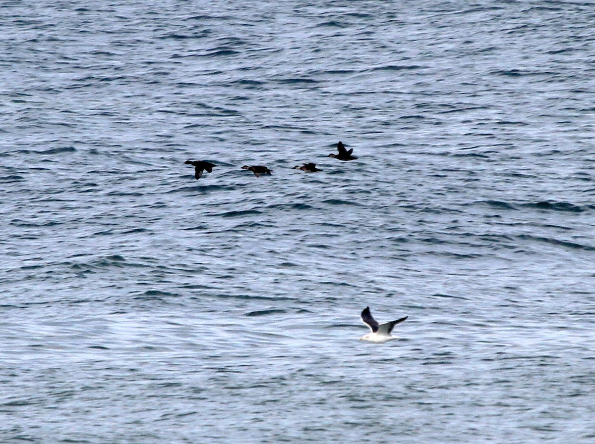 Common Scoter - ML401968351