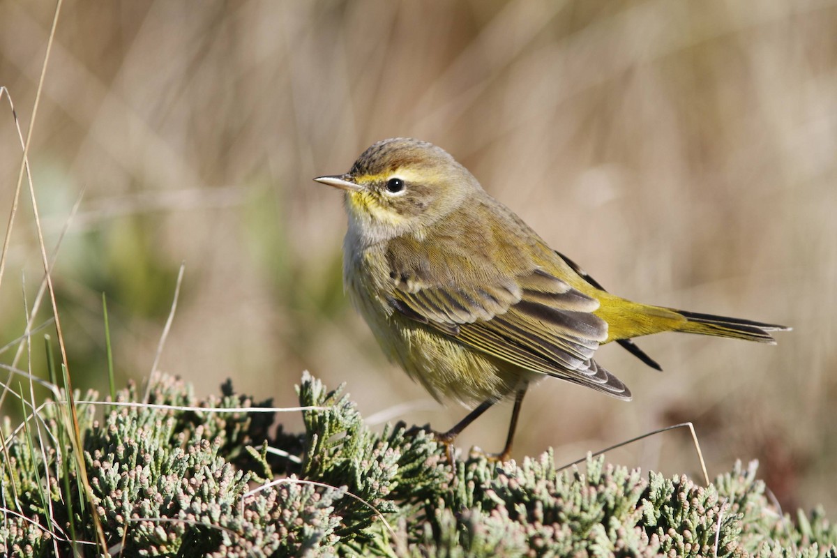 Palm Warbler (Yellow) - Doug Hitchcox