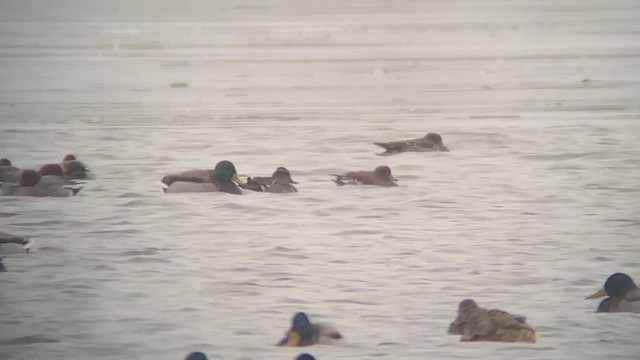 Baikal Teal - ML401970781