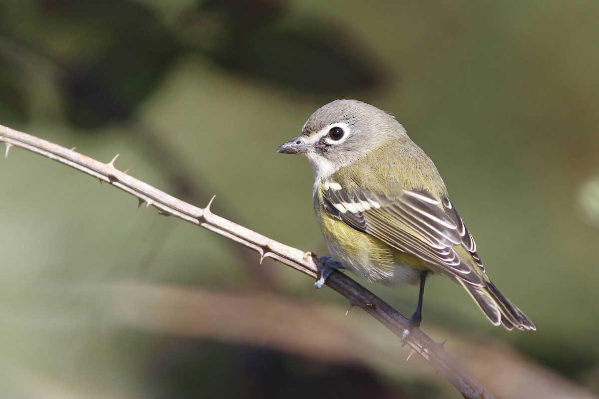 Mavi Başlı Vireo - ML40197081