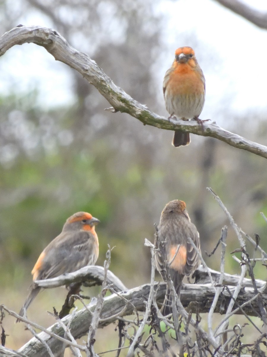 House Finch - Merryl Edelstein