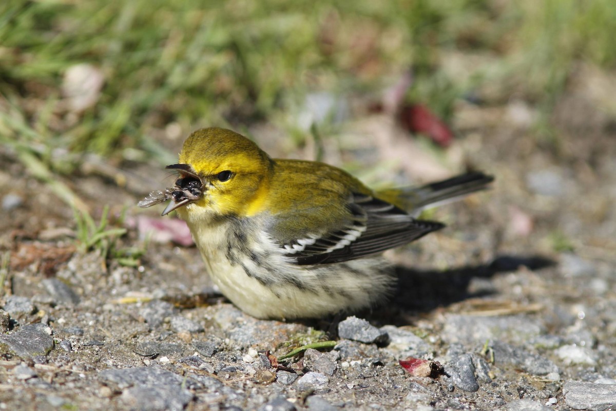 Grünmantel-Waldsänger - ML40197221