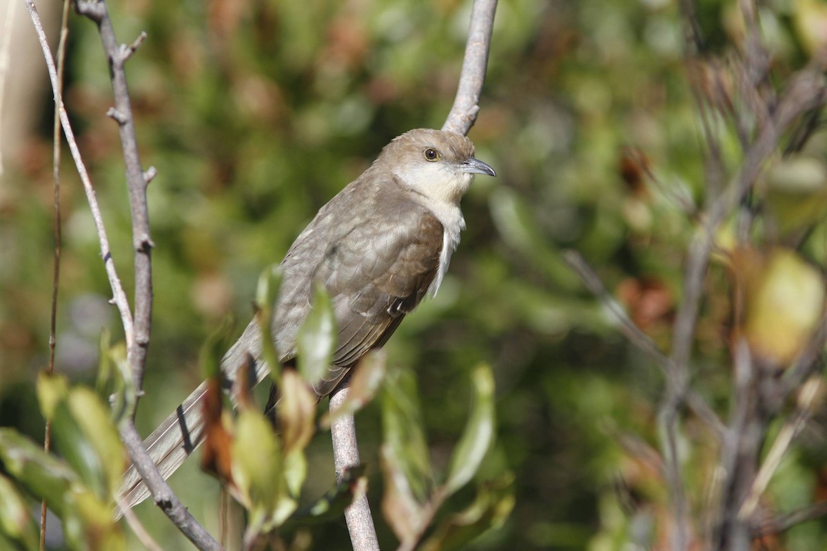 Black-billed Cuckoo - ML40197321