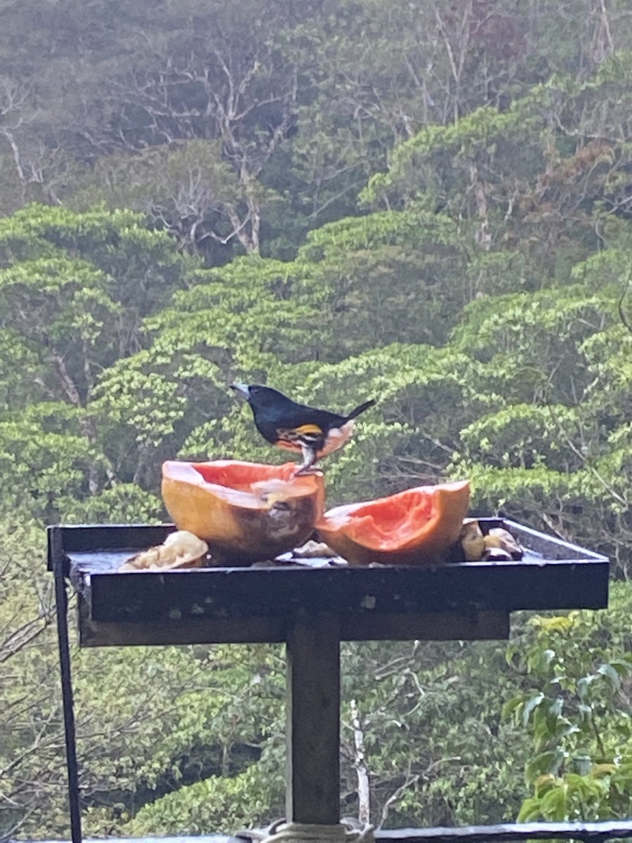 Spot-crowned Barbet - ML401973711