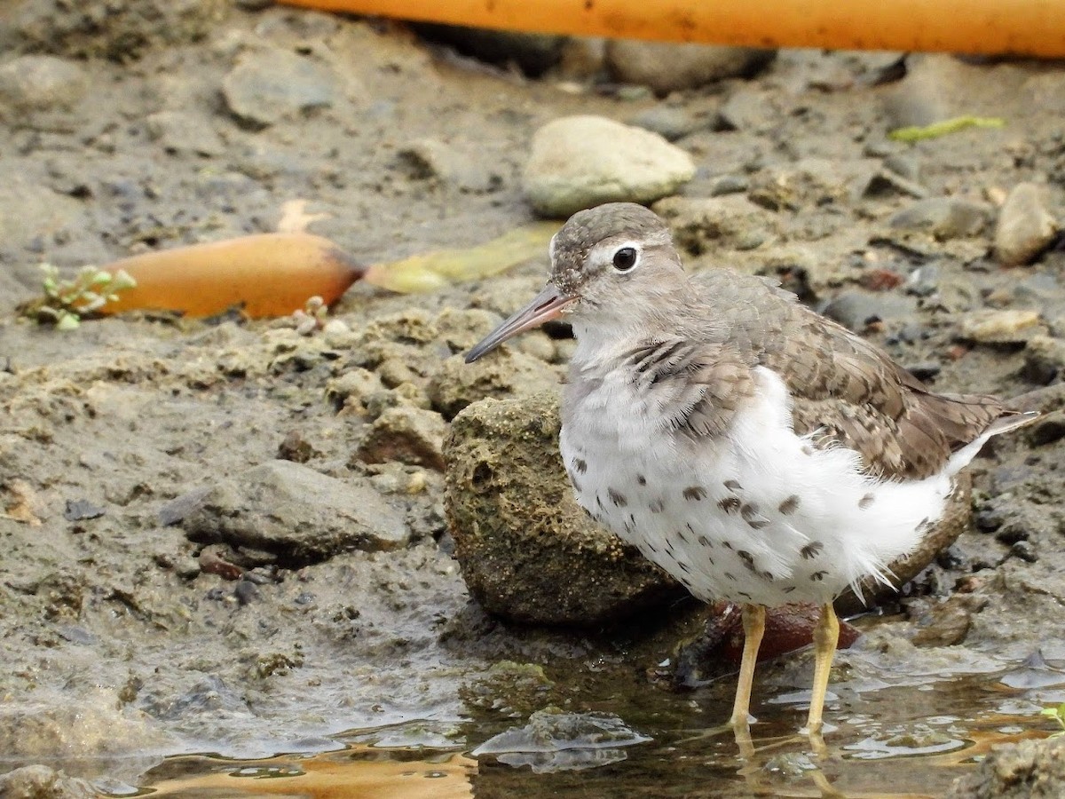 Spotted Sandpiper - Long-eared Owl