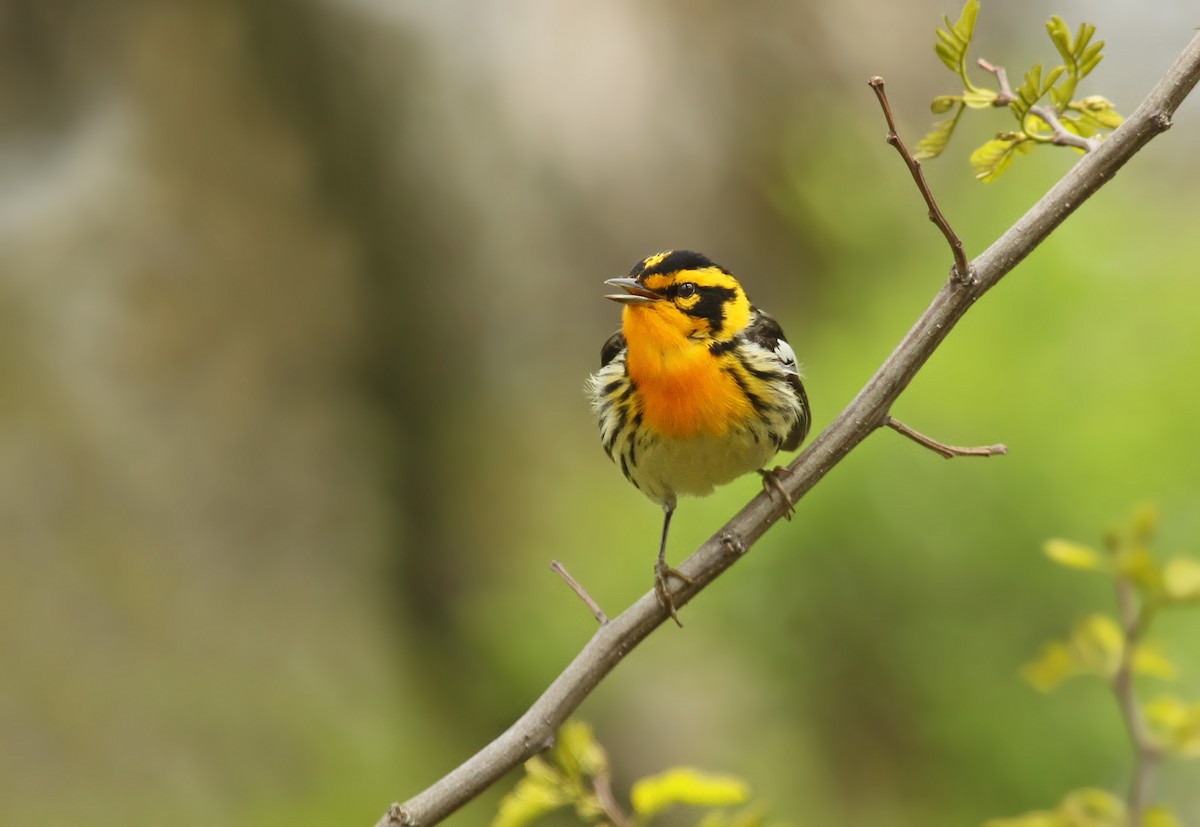 Blackburnian Warbler - Ryan Schain