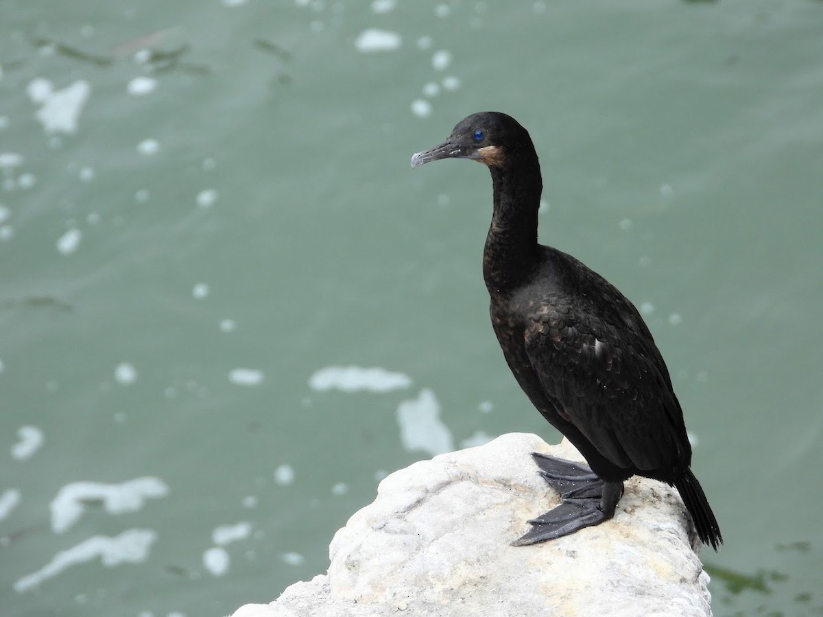 Brandt's Cormorant - ML401974951