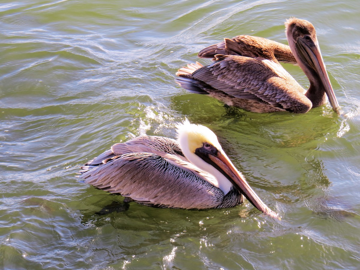 Brown Pelican - ML401974991