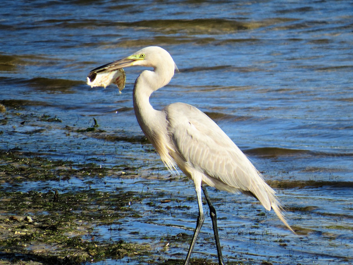 Great Egret x Great Blue Heron (hybrid) - Mary Lusk