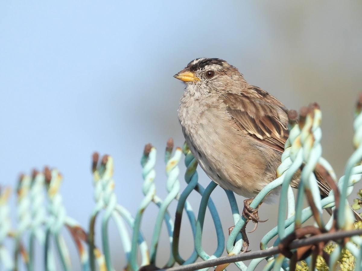 White-crowned Sparrow - ML401975231