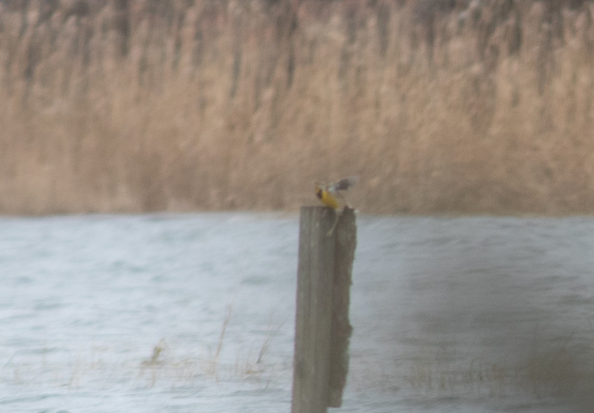 Eastern Meadowlark - benny albro