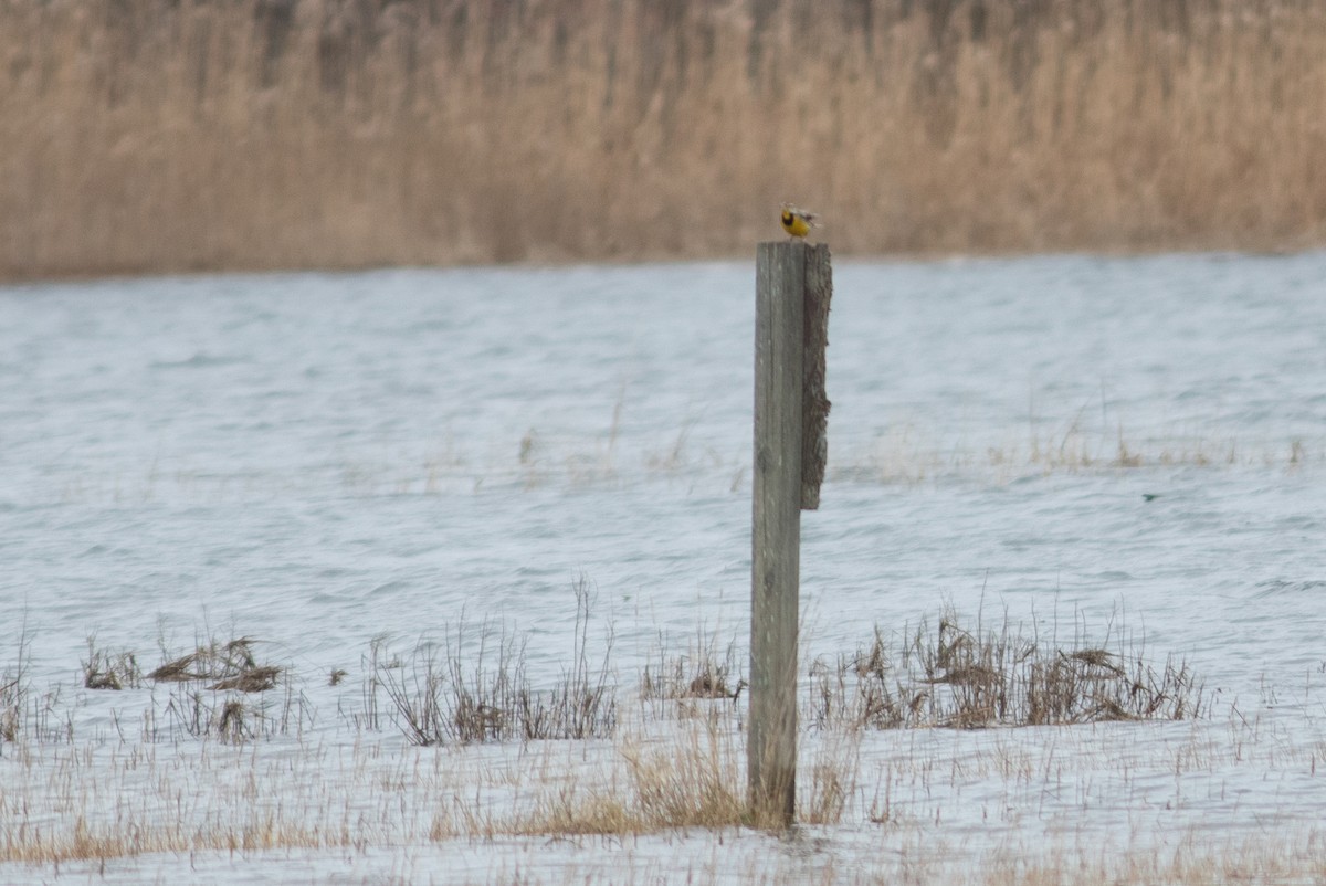 Eastern Meadowlark - ML401977581