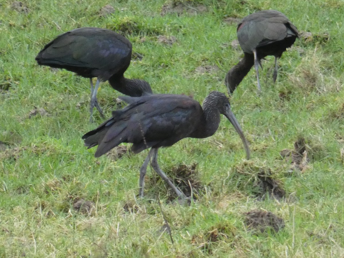 ibis hnědý - ML401977921