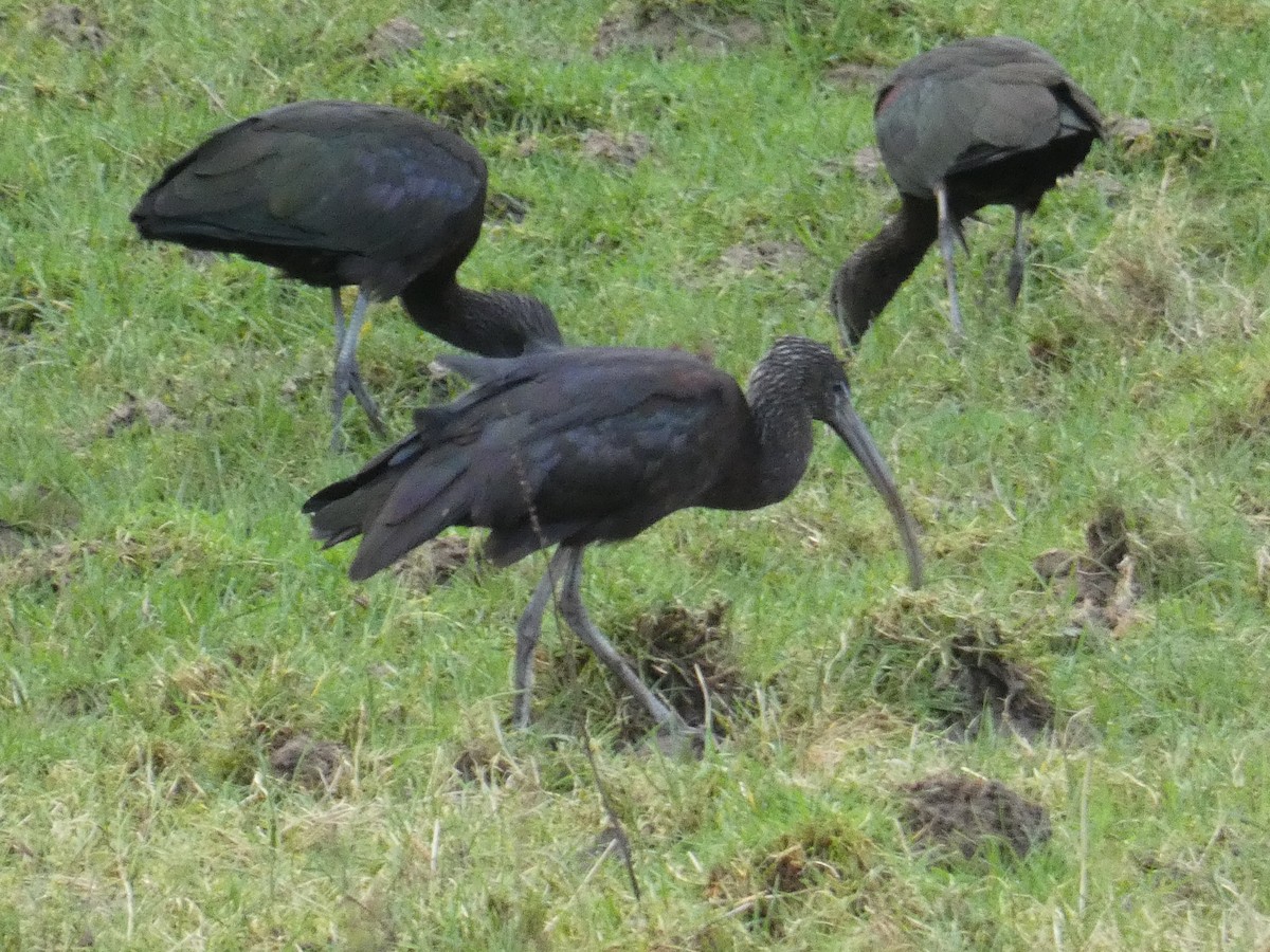 Glossy Ibis - ML401977921