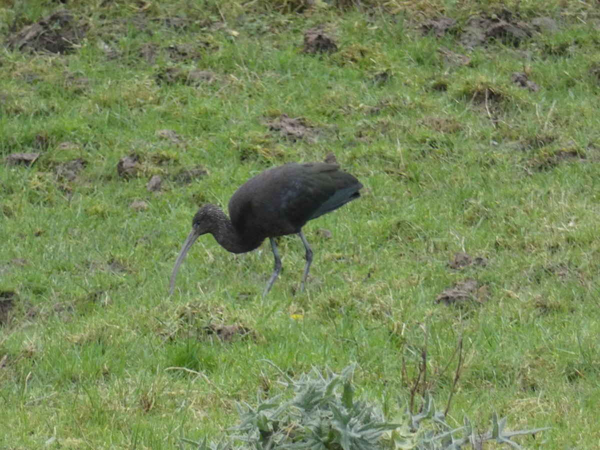 ibis hnědý - ML401977941