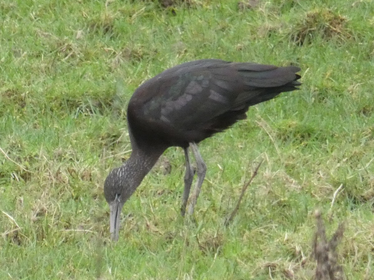 ibis hnědý - ML401977951