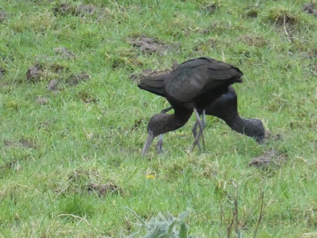 ibis hnědý - ML401978001