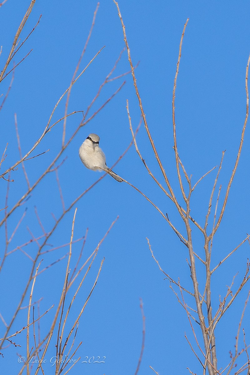 Northern Shrike - ML401978461