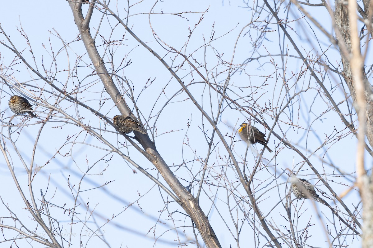 Yellow-headed Blackbird - ML401978531