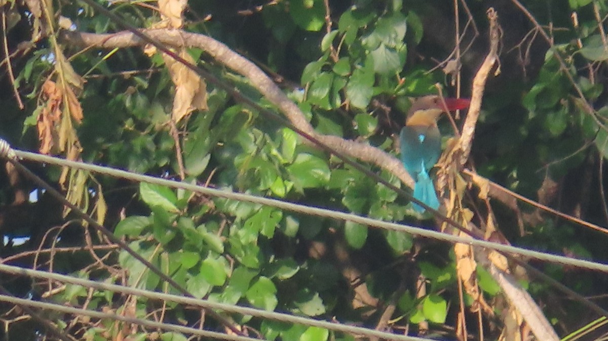 Stork-billed Kingfisher - Arvindh T