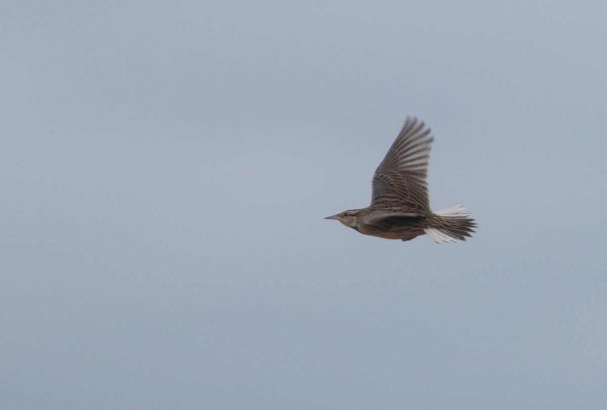 Eastern Meadowlark - ML401979331