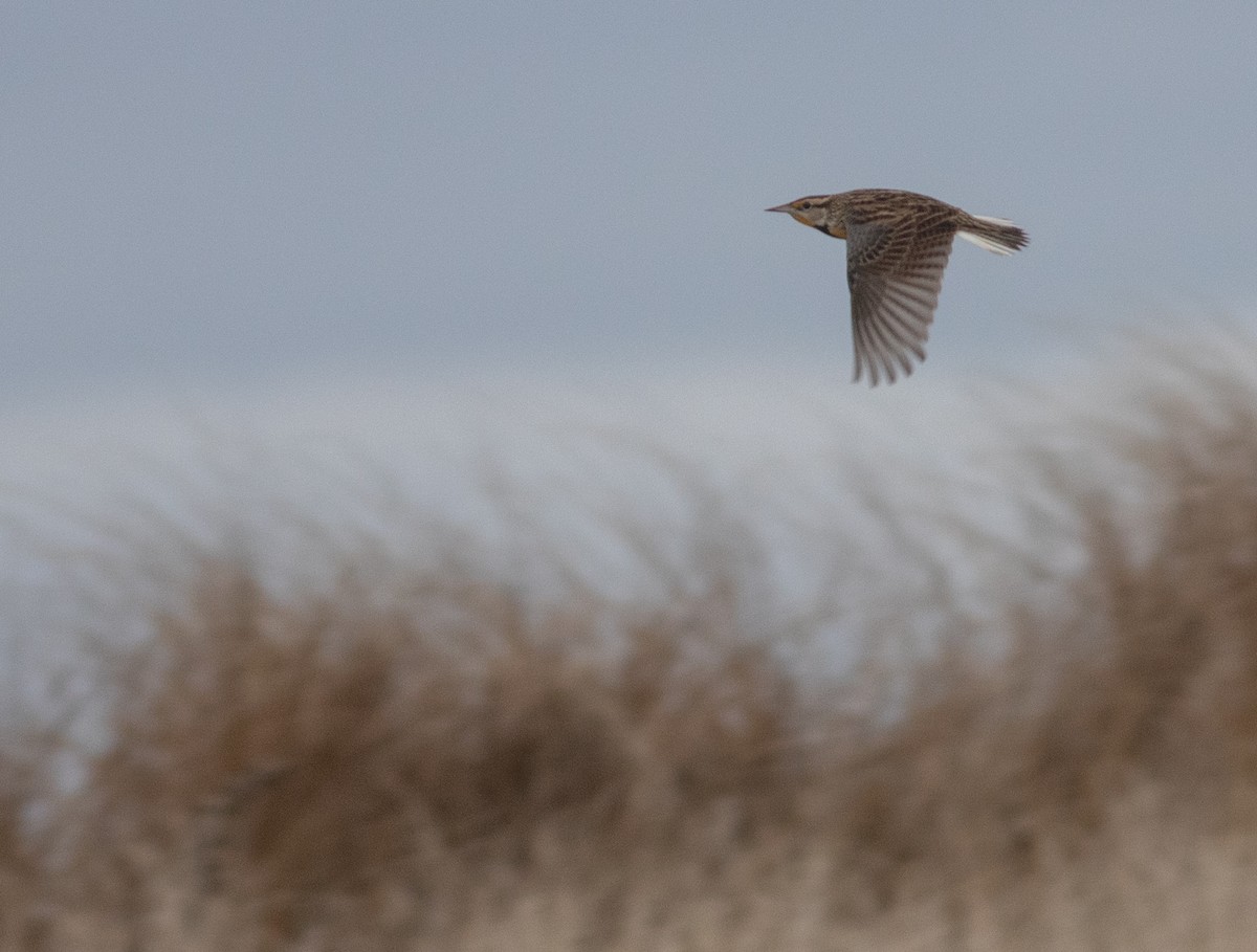 Eastern Meadowlark - ML401979381