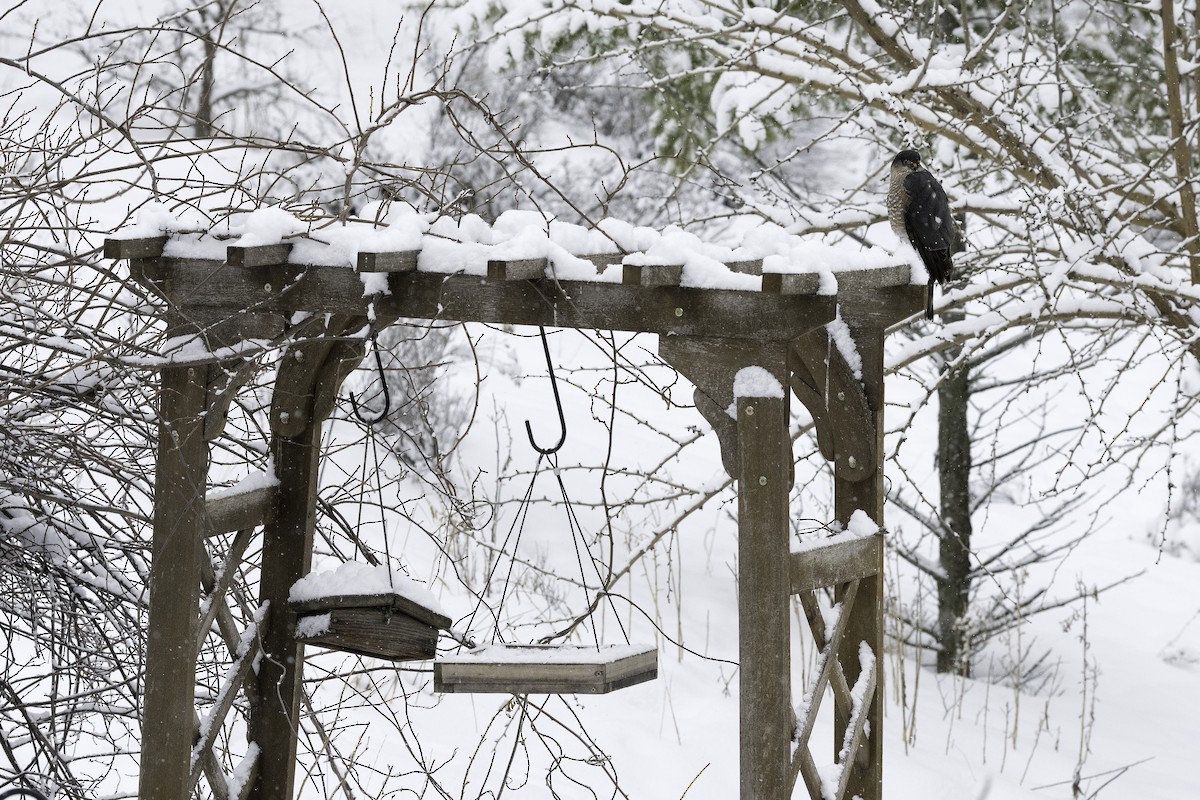 Sharp-shinned Hawk - Ian Routley