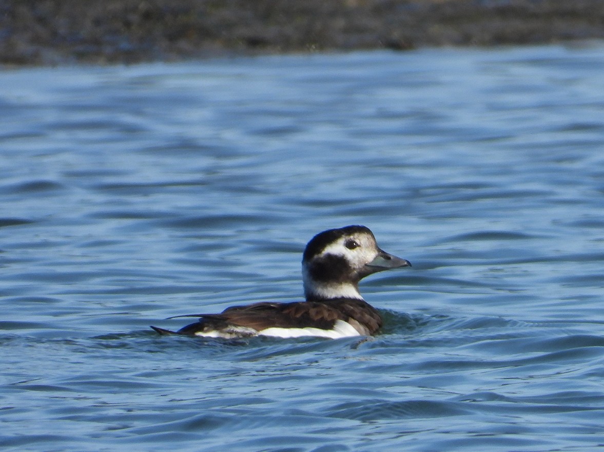 Long-tailed Duck - Miguel Martín Jiménez