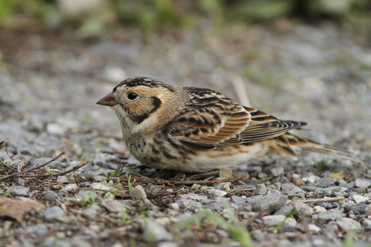 Lapland Longspur - ML40198281