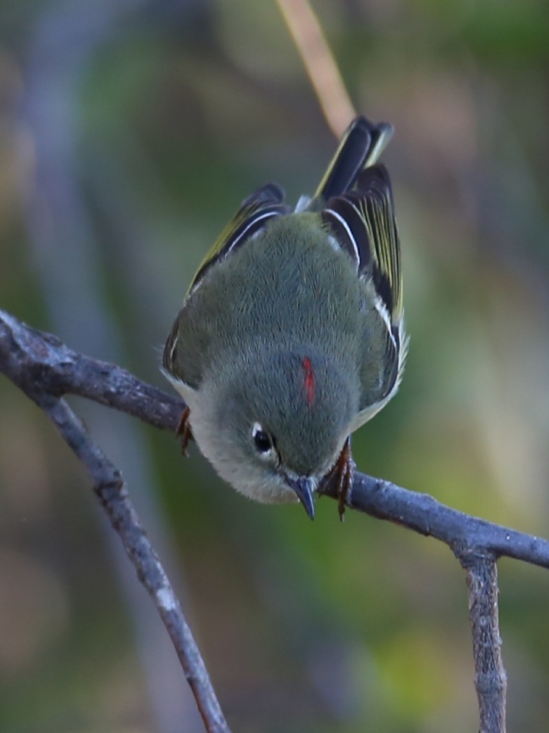 Ruby-crowned Kinglet - ML401983211