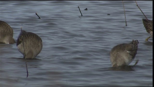 Short-billed/Long-billed Dowitcher - ML401987