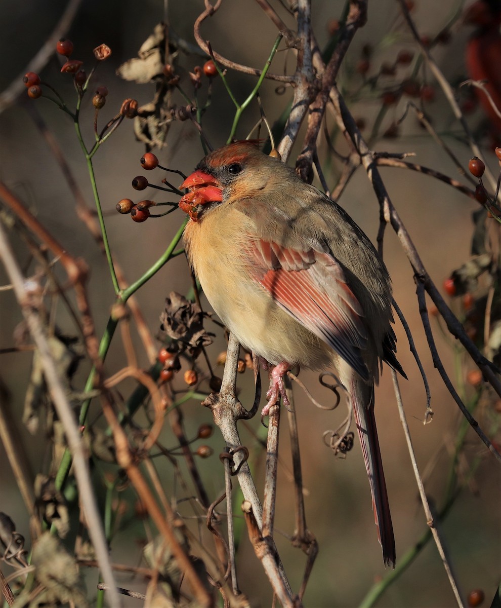 Northern Cardinal - ML401987381