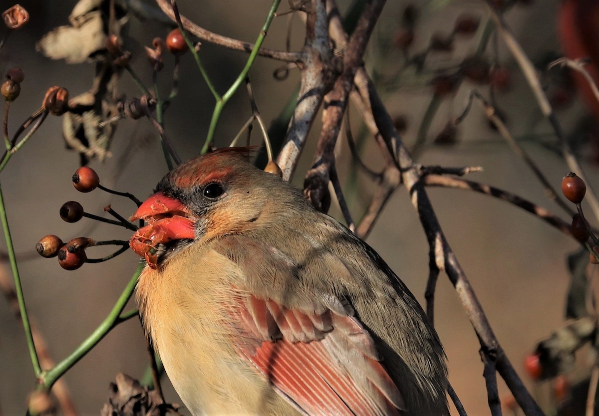 Northern Cardinal - ML401987581