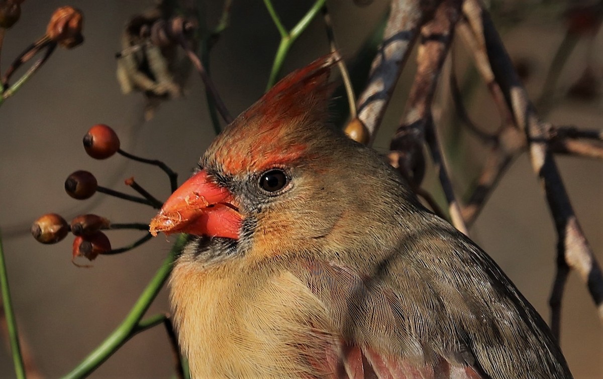 Northern Cardinal - ML401987731