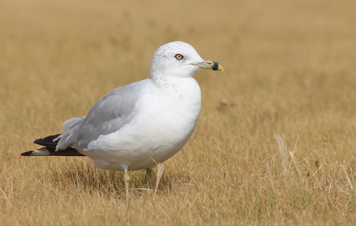 Ring-billed Gull - ML40198791