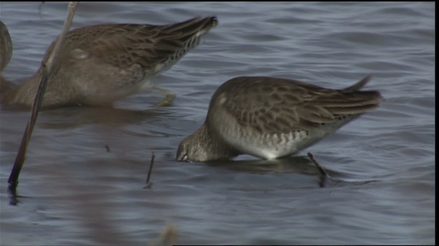 Short-billed/Long-billed Dowitcher - ML401988