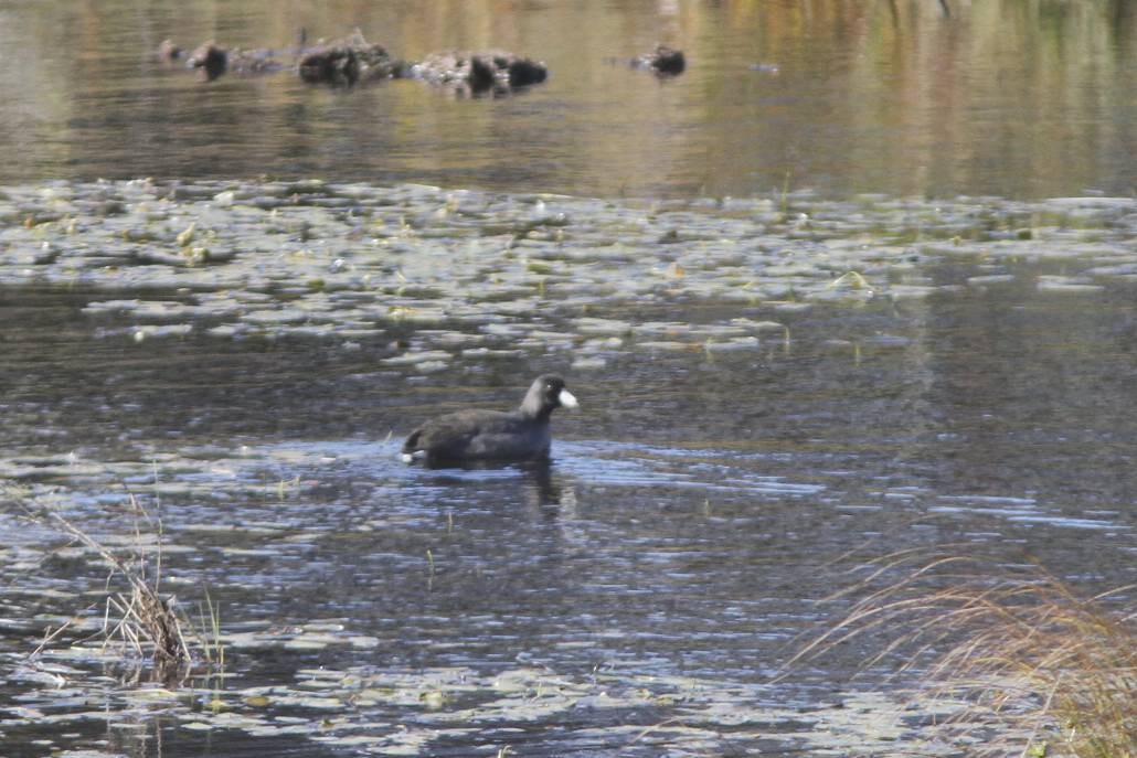 American Coot (Red-shielded) - ML40198861